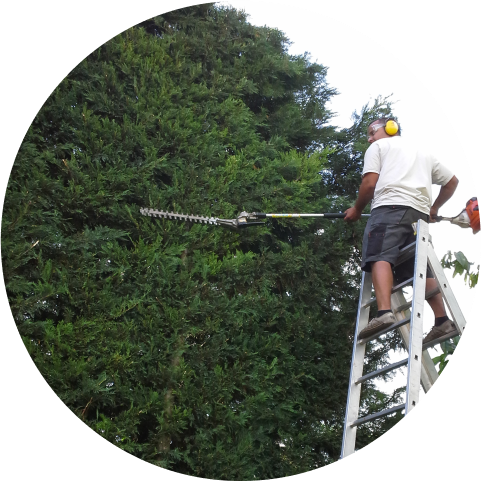 man standing on ladder trimming tall garden bush